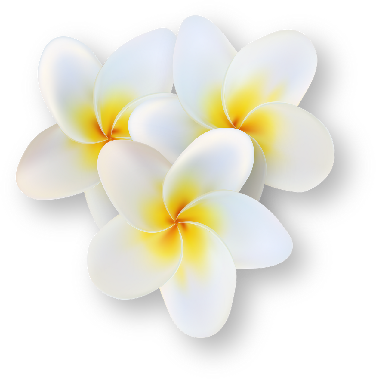 White Tropical Plumeria Flower